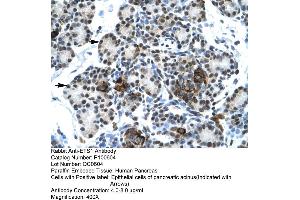 Human Pancrease (ETS1 antibody  (N-Term))