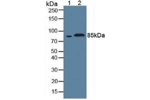 Figure. (Fibulin 1 antibody  (AA 347-521))