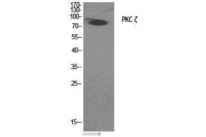 Western Blot analysis of COS7 cells treated with PMA (125 ng/mL, 30 mins) minus immunising peptide using PKC zeta Polyclonal Antibody at dilution of 1:2000. (PKC zeta antibody)