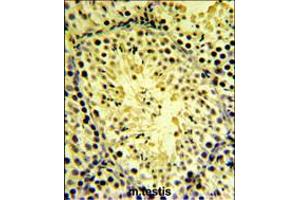 DGKK Antibody IHC analysis in formalin fixed and paraffin embedded mouse testis tissue followed by peroxidase conjugation of the secondary antibody and DAB staining. (DGKK antibody  (C-Term))
