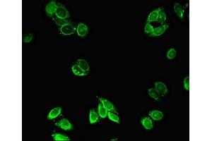 Immunofluorescent analysis of HepG2 cells using ABIN7162949 at dilution of 1:100 and Alexa Fluor 488-congugated AffiniPure Goat Anti-Rabbit IgG(H+L) (ACOX1 antibody  (AA 113-273))