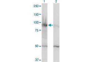 HELLS antibody  (AA 1-348)