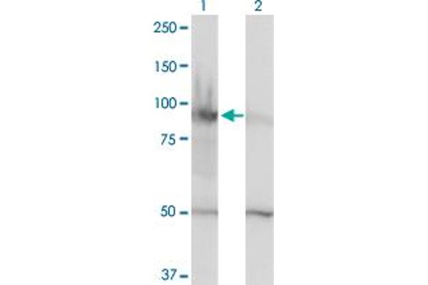HELLS antibody  (AA 1-348)