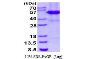 Image no. 1 for Cleavage Stimulation Factor, 3' Pre-RNA, Subunit 1, 50kDa (CSTF1) protein (His tag) (ABIN1098663) (CSTF1 Protein (His tag))