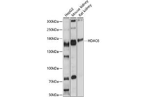 Western blot analysis of extracts of various cell lines, using HD antibody (ABIN6128055, ABIN6141682, ABIN6141685 and ABIN6215133) at 1:1000 dilution. (HDAC6 antibody  (AA 836-1104))