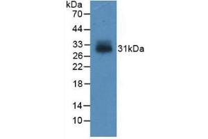 Western Blot; Sample: Recombinant IGFBP4, Human. (IGFBP4 antibody  (AA 22-258))