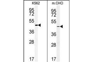 (LEFT)Western blot analysis of ENTPD8 Antibody (C-term) (ABIN651354 and ABIN2840197) in K562 cell line lysates (35 μg/lane). (ENTPD8 antibody  (C-Term))