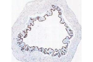 IHC analysis of Cytokeratin 20/Krt20 using anti-Cytokeratin 20/Krt20 antibody (ABIN7601133). (KRT20 antibody  (AA 29-431))