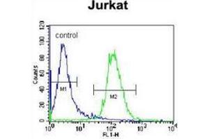 Flow cytometric analysis of Jurkat cells (right histogram) compared to a negative control cell (left histogram) using NKD2  Antibody (C-term), followed by FITC-conjugated donkey-anti-rabbit secondary antibodies. (NKD2 antibody  (C-Term))