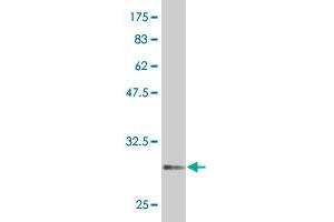 Western Blot detection against Immunogen (31. (ATOH7 antibody  (AA 53-99))