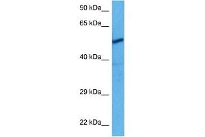 Host:  Rabbit  Target Name:  CHRNA3  Sample Tissue:  Rat Skeletal Muscle  Antibody Dilution:  1ug/ml (CHRNA3 antibody  (N-Term))