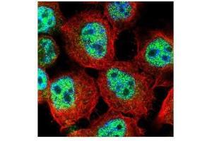 ICC/IF Image Confocal immunofluorescence analysis (Olympus FV10i) of paraformaldehyde-fixed A431, using RACGAP1, antibody (Green) at 1:500 dilution. (RACGAP1 antibody  (N-Term))