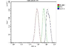 anti-SRY (Sex Determining Region Y)-Box 18 (SOX18) (AA 63-362) antibody