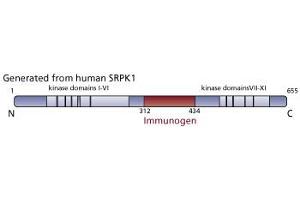 Image no. 3 for anti-SRSF Protein Kinase 1 (SRPK1) (AA 312-434) antibody (ABIN968353) (SRPK1 antibody  (AA 312-434))