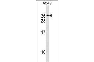 GEMIN8 Antibody (C-term) (ABIN1536854 and ABIN2849480) western blot analysis in A549 cell line lysates (35 μg/lane). (GEMIN8 antibody  (C-Term))