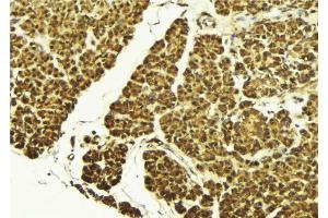 ABIN6269087 at 1/100 staining Mouse pancreas tissue by IHC-P. (HSP27 antibody  (Internal Region))