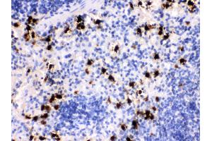 Anti- MRP8 Picoband antibody, IHC(P) IHC(P): Mouse Spleen Tissue (S100A8 antibody  (AA 2-89))