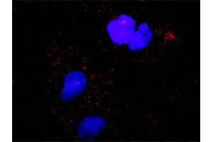 Proximity Ligation Analysis of protein-protein interactions between MAPK3 and CASP9. (Caspase 9 antibody  (AA 1-416))