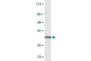 PTPN4 antibody  (AA 361-460)
