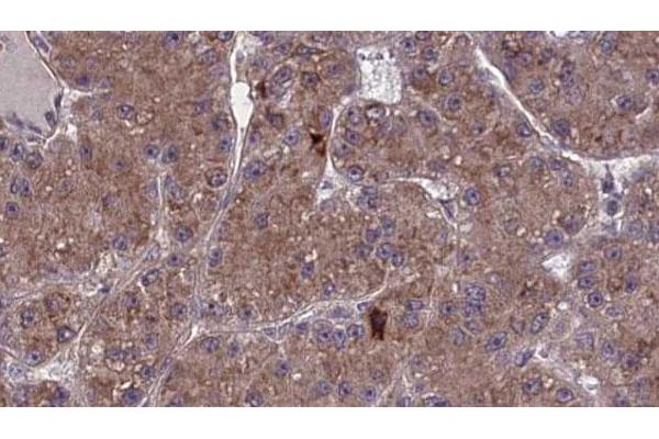 OR2A2 antibody  (Internal Region)