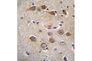 Formalin fixed, paraffin embedded human brain tissue stained with RAB40AL Antibdy (N-term) followed by peroxidase conjugation of the secondary antibody and DAB staining (RAB40AL antibody  (N-Term))