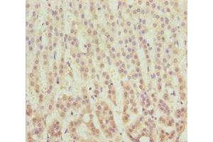 Immunohistochemistry of paraffin-embedded human adrenal gland tissue using ABIN7159608 at dilution of 1:100