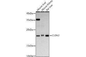 Western blot analysis of extracts of various cell lines, using CLDN2 antibody (ABIN6127702, ABIN6138683, ABIN6138686 and ABIN6218321) at 1:1000 dilution. (Claudin 2 antibody  (AA 30-230))