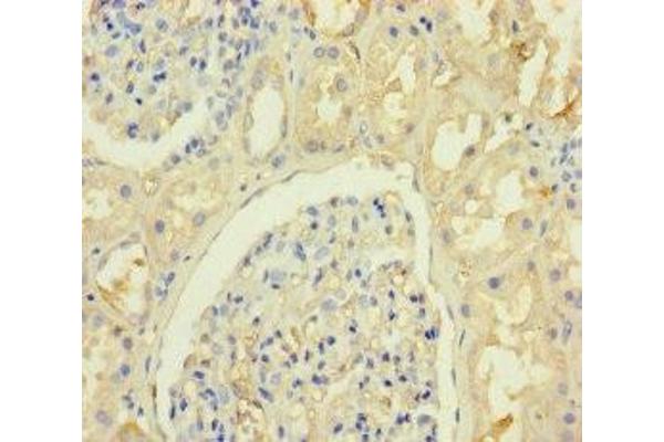 KRTAP8-1 antibody  (AA 1-63)