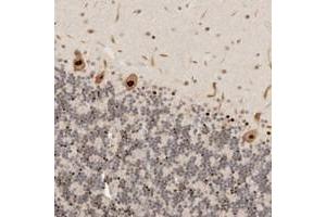 Immunohistochemical staining of human cerebellum with GPBP1L1 polyclonal antibody  shows strong nuclear positivity in purkinje cells. (GPBP1L1 antibody)