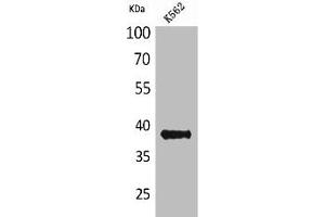 Western Blot analysis of K562 cells using CD1C Polyclonal Antibody (CD1c antibody  (Internal Region))