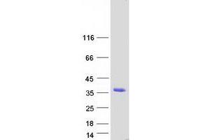 Validation with Western Blot (AFMID Protein (Transcript Variant 1) (Myc-DYKDDDDK Tag))