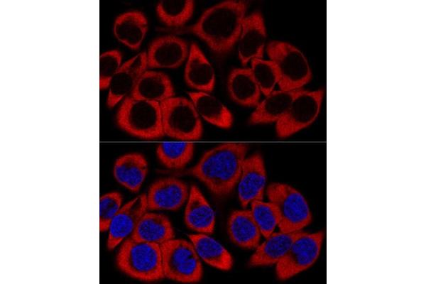RPL27 antibody  (AA 1-136)