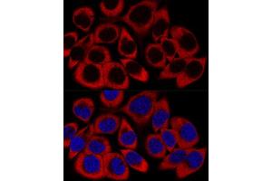Confocal immunofluorescence analysis of HeLa cells using RPL27 Polyclonal Antibody (ABIN6133040, ABIN6147127, ABIN6147128 and ABIN6216885) at dilution of 1:200.