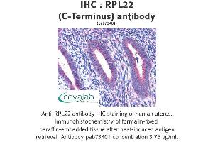 Image no. 4 for anti-Ribosomal Protein L22 (RPL22) (C-Term) antibody (ABIN1738940) (RPL22 antibody  (C-Term))