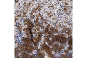 Immunohistochemical staining (Formalin-fixed paraffin-embedded sections) of human stomach with NEK7 polyclonal antibody  shows strong positivity in chief cells. (NEK7 antibody)