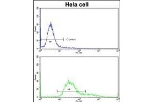 Flow cytometric analysis of hela cells using TOA Antibody (C-term)(bottom histogram) compared to a negative control cell (top histogram)FITC-conjugated goat-anti-rabbit secondary antibodies were used for the analysis. (TOM70 antibody  (C-Term))