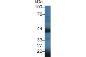 Detection of OXTR in Mouse Testis lysate using Polyclonal Antibody to Oxytocin Receptor (OXTR) (Oxytocin Receptor antibody  (AA 6-75))