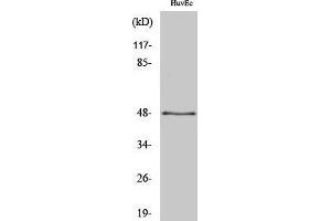 Western Blotting (WB) image for anti-Synaptotagmin XIII (SYT13) (Internal Region) antibody (ABIN3177565) (SYT13 antibody  (Internal Region))
