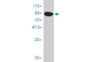 Western Blot detection against Immunogen (61. (AKR1C4 antibody  (AA 1-323))