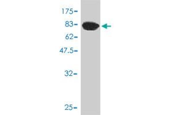 AKR1C4 antibody  (AA 1-323)