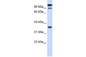 Western Blotting (WB) image for anti-Protein tyrosine Phosphatase, Receptor Type, E (PTPRE) antibody (ABIN2459041) (PTPRE antibody)
