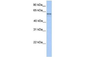 FAM13C1 antibody used at 1 ug/ml to detect target protein. (FAM13C antibody  (N-Term))
