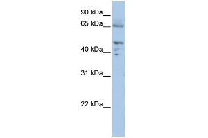 WB Suggested Anti-DLAT  Antibody Titration: 0. (DLAT antibody  (C-Term))
