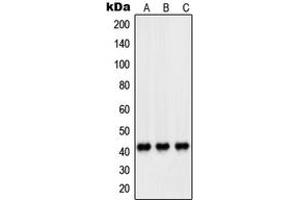 Western blot analysis of PEX14 expression in HeLa (A), HL60 (B), A431 (C) whole cell lysates.