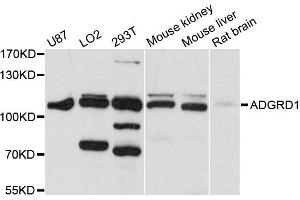 Western blot analysis of extracts of various cell lines, using ADGRD1 antibody (ABIN6290302) at 1:1000 dilution.