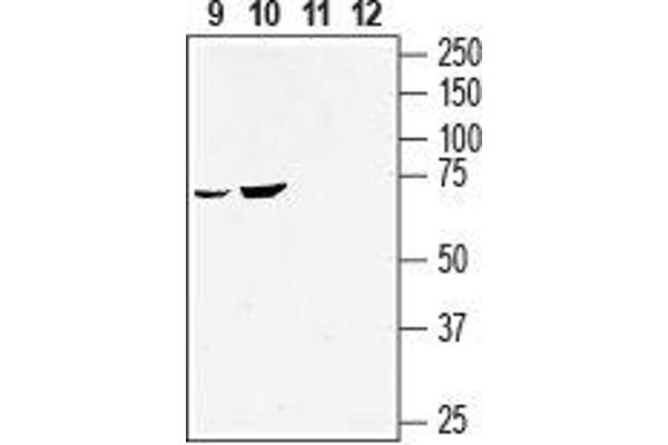 GPR55 antibody  (2nd Extracellular Loop)