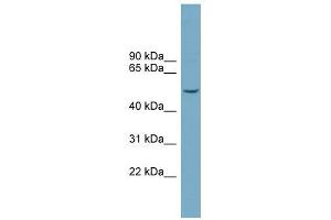 FAM98A antibody used at 1 ug/ml to detect target protein. (FAM98A antibody  (Middle Region))