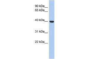 STOML3 antibody used at 1 ug/ml to detect target protein. (STOML3 antibody)