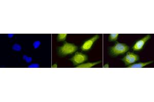 Immunocytochemistry/Immunofluorescence analysis using Rabbit Anti-AHA1 Polyclonal Antibody (ABIN361853 and ABIN361854).