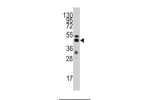 Western blot analysis of anti-AHCY Antibody in HepG2 cell line lysates (35ug/lane)